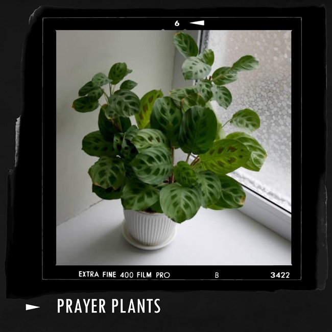 Home Oasis Master CO2Absorbing Plants for Clean Air